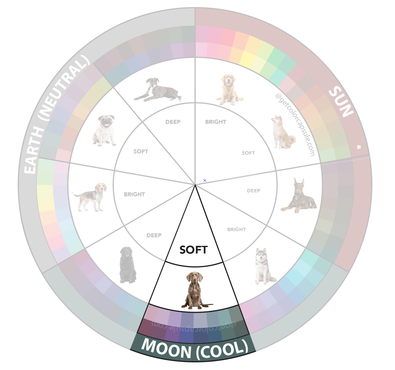 Soft Moon Cool Fur Gray Dog Color Analysis Clothing Match